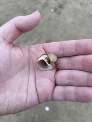 Naticarius stercusmuscarum