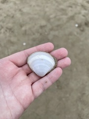 Mactra stultorum