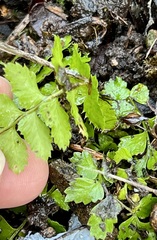 Polystichum munitum