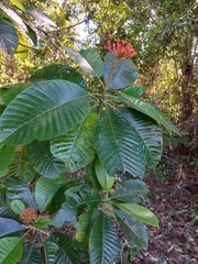 Arrowhead Plant (Cassupa)