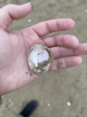 Mactra stultorum