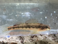 Etheostoma duryi