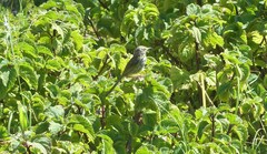 Prinia maculosa maculosa