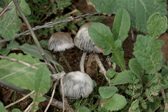 Coprinellus impatiens