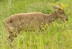 Hippocamelus bisulcus