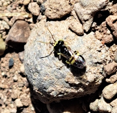 Liphanthus sabulosus