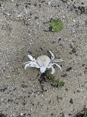 Liocarcinus vernalis