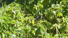 Prinia maculosa maculosa