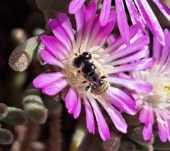 Liphanthus sabulosus