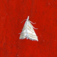 Leptosteges parthenialis