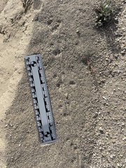 Perognathinae