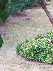 Oryctolagus cuniculus