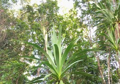 Cordyline