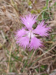 Dianthus hyssopifolius