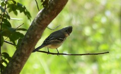 Elaenia