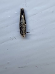 Mompha subbistrigella