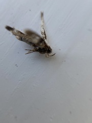 Mompha subbistrigella