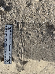 Perognathinae