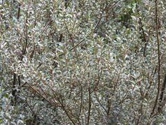 Salix repens argentea