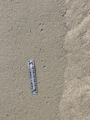 Perognathinae