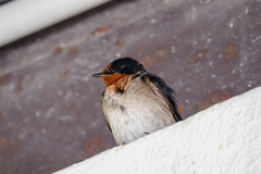 Hirundo neoxena carteri