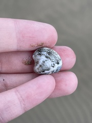 Chamelea gallina