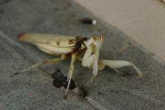 Hymenopus coronatus