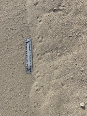 Perognathinae