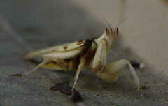 Hymenopus coronatus