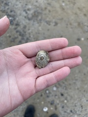 Patella caerulea