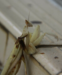 Hymenopus coronatus