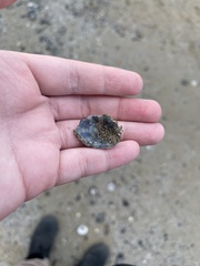Patella caerulea