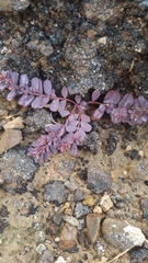 Euphorbia serpens