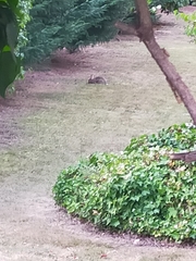 Oryctolagus cuniculus