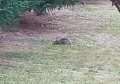 Oryctolagus cuniculus