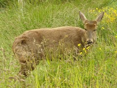Hippocamelus bisulcus
