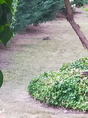 Oryctolagus cuniculus