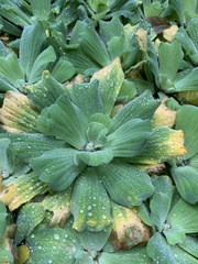 Pistia