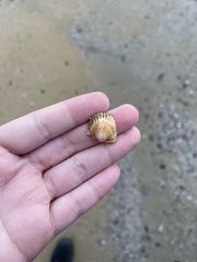 Acanthocardia tuberculata