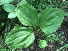 Trillium petiolatum