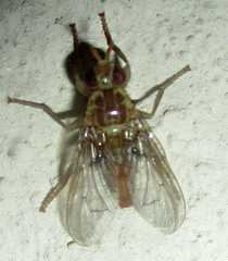 Pyrgotidae