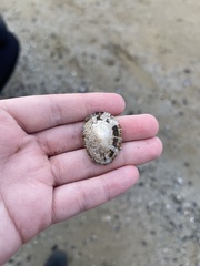 Patella caerulea