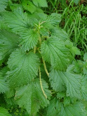 Urtica pilulifera