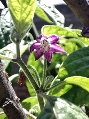 © jjmeza, some rights reserved (CC-BY-NC)