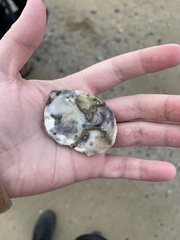 Ostrea edulis