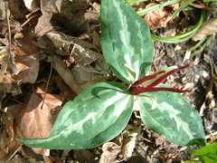 Trillium underwoodii