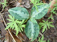Trillium underwoodii