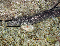 Marbled Moray photo 2