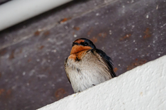 Hirundo neoxena carteri