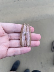 Solen marginatus